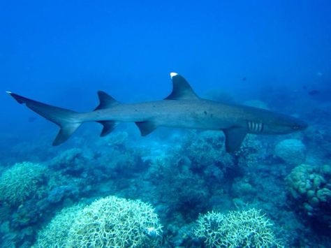 White tip reef shark, Great Barrier Reef White Tipped Reef Shark, White Tip Reef Shark, Sea Puppies, Aquarium Painting, White Tip Shark, Silly Sharks, Shark Conservation, Types Of Sharks, Reef Shark