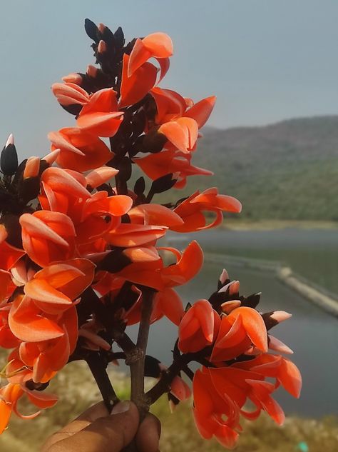 Palash Flower, Plants, Flowers, Quick Saves