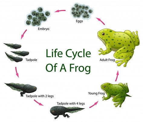 Tadpole Art, Tadpole To Frog, Plant Anatomy, Life Cycle Of A Frog, Frog Life Cycle, Lifecycle Of A Frog, Frog Life, Frog Illustration, Frog Crafts