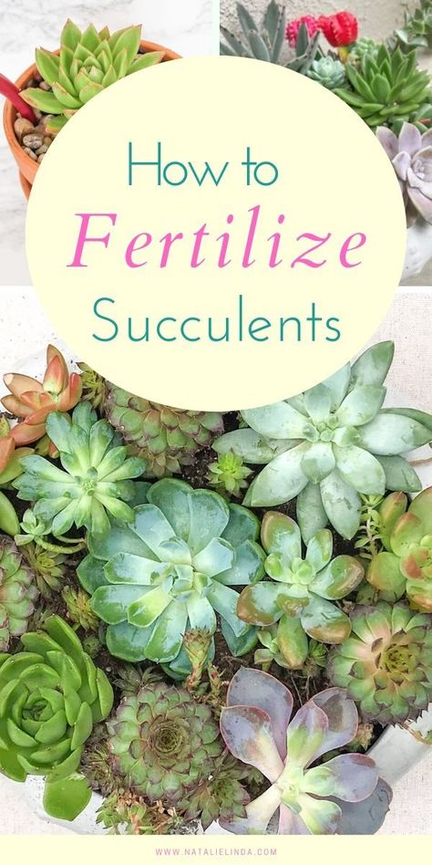 Suculants Ideas Outdoor, Cactus Garden Outdoor, Succulent Tips, Bathroom Zen, Succulents Care, Succulent Garden Outdoor, Suculent Plants, Succulent Fertilizer, Succulent Outdoor