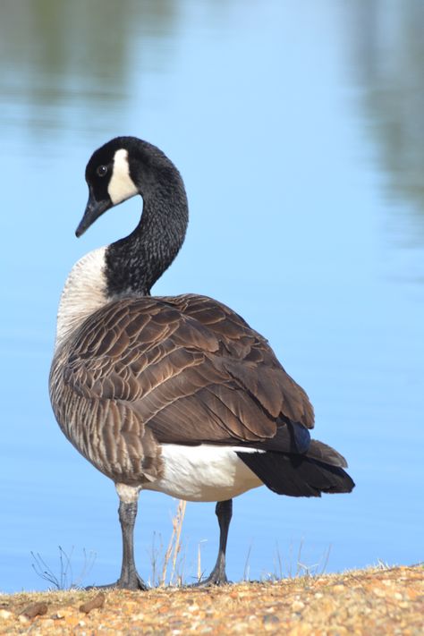 Goose Canada Goose Bird, Canadian Goose Drawing, Goose Reference, Goose Portrait, Goose Photography, Geese Photography, Goose Drawing, Goose Tattoo, Goose Art