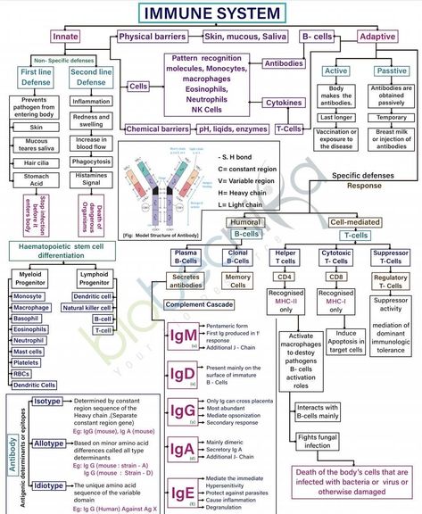 Oren Gottfried, MD (@OGdukeneurosurg) on X Immune System Notes Biology, Glycolysis Mnemonic, Immunology Study Notes, Immunity Nursing, Clinical Microbiology, Microbiology Study, Biochemistry Notes, Basic Anatomy And Physiology, Nurse Study Notes