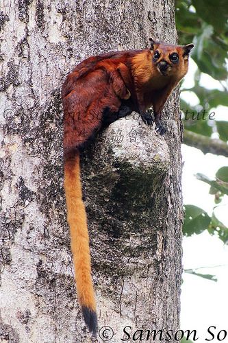 Red Giant Flying Squirrel, Giant Flying Squirrel, Flying Squirrels, Red Giant, Flying Squirrel, Tropical Animals, Unusual Animals, African Elephant, Weird Animals