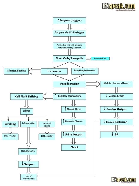 I’m reading Anaphylactic Shock Pathophysiology on Scribd Nursing Shock, Glomerular Filtration, Cardiac Output, Pathophysiology Nursing, Nursing Pharmacology, Nursing Flashcards, Anaphylactic Shock, Nursing Student Tips, Medical Posters