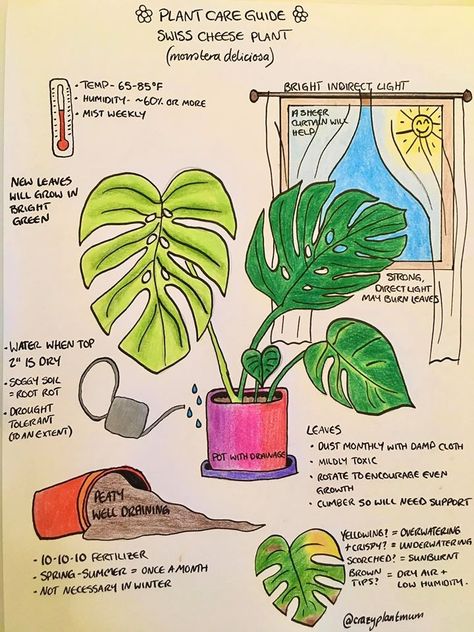 Monstera Deliciosa Care, Monstera Plant Care, Ordinary Objects, Household Plants, Plant Care Houseplant, Inside Plants, Indoor Plant Care, Growing Plants Indoors, Plant Guide