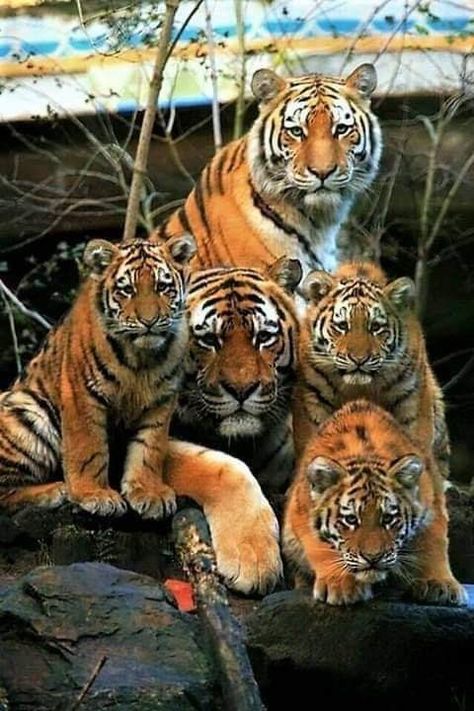 Streak or Ambush: names for a group of tigers Tiger Family, Big Cat Family, Baby Tigers, Beautiful Tiger, Tiger Love, Tiger Pictures, Majestic Animals, Cat Family, Cheetahs