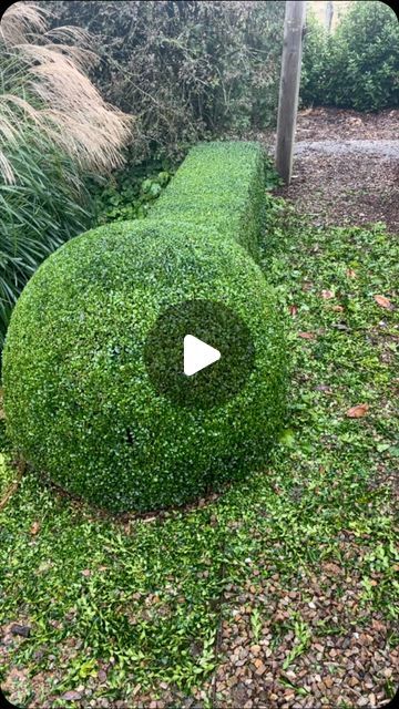 Joel m Battersby on Instagram: "Crisp buxus hedges" Buxus Hedge Front Garden, Buxus Balls Border, Box Hedge Balls, Buxus Hedge, Buxus Balls, Box Hedge, Boxwood Landscaping, April 25, Hedges