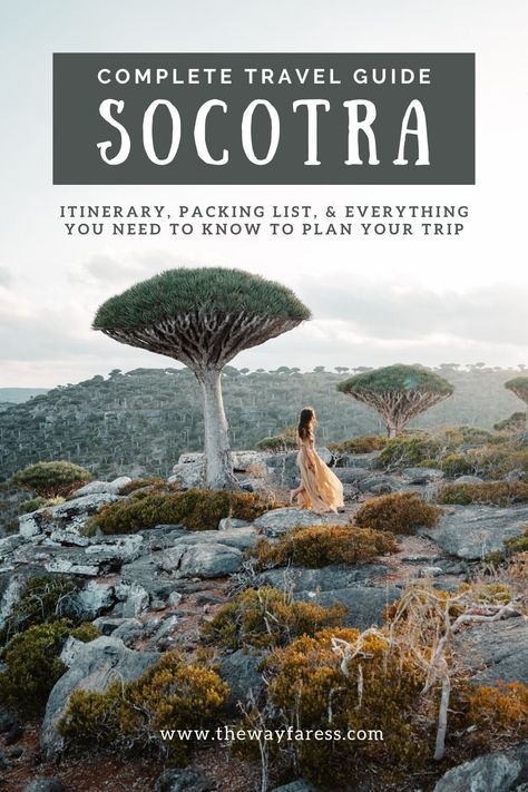 The Ultimate Travel Guide to Socotra Island: What You Need to Know Before You Go — The Wayfaress Socotra Yemen, Socotra Island, Abu Dhabi International Airport, Dragon Blood Tree, Flight Schedule, Socotra, Yemen, The Middle East, Cultural Heritage