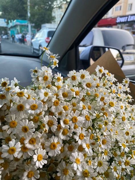 Bunch Of Daisies, Pinterest Flowers, Flowers Aesthetic, Flowers, Instagram