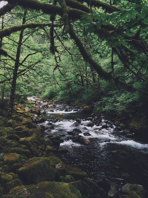 In route. Wahclella Falls Trail. Columbia River Gorge. Oregon Hikes. Portland Hikes. Portland Forest, Oregon Trail Aesthetic, Oregon Rain Aesthetic, Washington State Forest Aesthetic, Forest Stream Aesthetic, Oregon Aesthetic, Oregon Forest, Dark Forest Aesthetic, Dark Naturalism