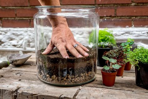 Terrarium Stand, Build A Terrarium, Diy Terrarium Kit, Open Terrariums, Diy Succulent Terrarium, Miniature Terrarium, Beautiful Terrariums, Plant Terrarium, Succulent Garden Diy