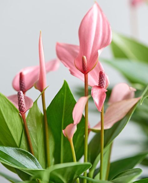 Pink Anthurium, Weird Trees, Anthurium Plant, Anthurium Flower, Flamingo Flower, Pink Plant, Mini Plants, Plant Aesthetic, House Plants Decor