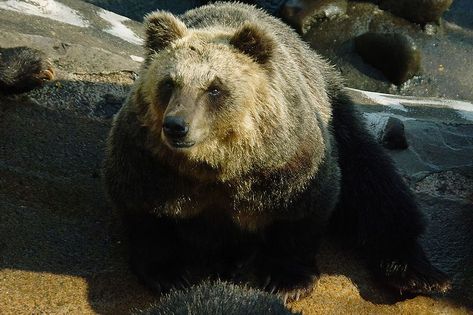 Ussuri or Amur brown bear – Bear Conservation Asiatic Black Bear, Kuril Islands, Prey Animals, Bear Attack, Nest Building, Japanese History, Siberian Tiger, Bear Bear, Endangered Species