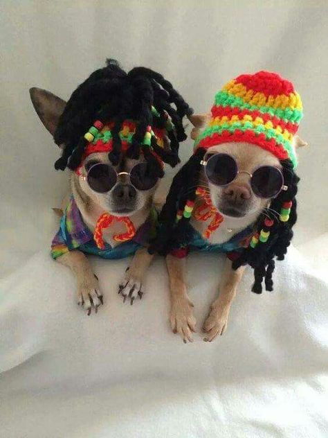 Hippie culture Teacup Chihuahua, Chihuahua Lover, Cute Chihuahua, Chihuahua Love, Dog Halloween Costumes, Chihuahua Puppies, Dog Costumes, Chihuahua Dogs, Pet Costumes