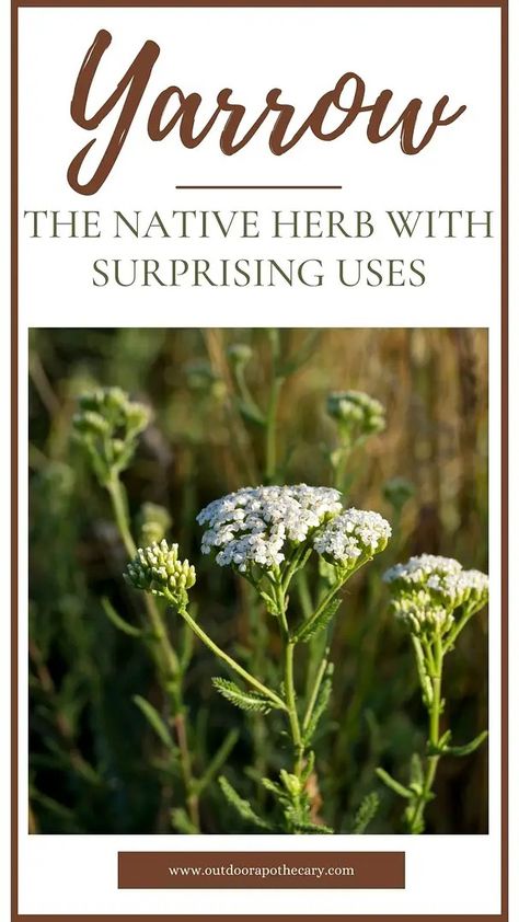 yarrow plant Outdoor Apothecary, Yarrow Plant, Medicinal Wild Plants, Plant Benefits, Achillea Millefolium, Magical Herbs, Healing Plants, Perennial Herbs, Fruit Flowers