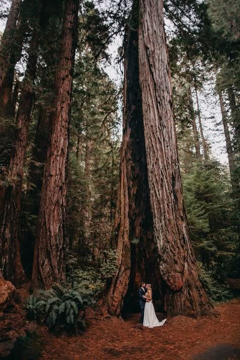 Check out this amazing Redwoods National Park Elopement! Considering an Elopement? Rad Red Creative specializes in National Park Elopements. #elopement #destinationwedding #nationalpark #nationalparkelopement #elopementphotographer #elopementphotos #weddingphotographer Redwood Wedding California, Redwoods National Park, Redwood Forest Wedding, Were Engaged, Redwood Wedding, Forest Theme Wedding, Yosemite Wedding, Redwood National Park, Bay Photo