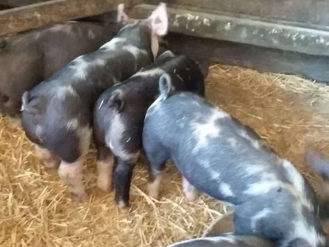 Homemade Pig Feed, Pig Feed Recipes, Pigs Farming Livestock, Hereford Pigs, Hampshire Pig, Pastured Pigs, Farming Animals, Berkshire Pigs, Pig Feed