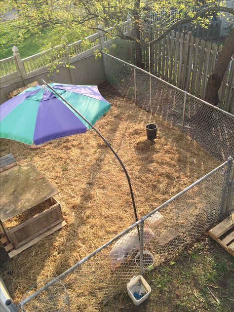 Pot belly pig pen Pot Belly Pig Pen, Mini Pot Belly Pigs, Mini Pig Pen Outdoor, Diy Pig Pen Outside, Potbelly Pig Pen Ideas, Pig Pen Ideas Diy, Pig Pen Ideas, Mini Potbelly Pigs, Mini Pig Care