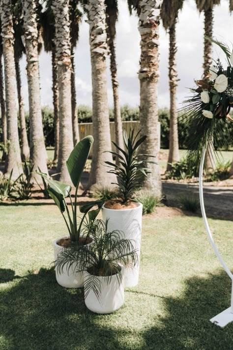 Plant Stands Wedding Ceremony, Potted Plant Ceremony Decor, Potted Plants Wedding Alter, Plants At Wedding, Drew Ideas, Beach Wedding Setup, Tree Wedding Ceremony, Travis Wedding, Elopement Party