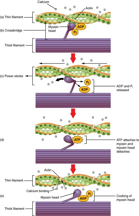 10.3: Muscle Fiber Contraction and Relaxation - Medicine LibreTexts Muscle Contraction Steps, Muscle Fiber, Smooth Muscle, Rigor Mortis, Basic Anatomy And Physiology, Exercise Physiology, Musculoskeletal System, Muscular System, Medicine Student