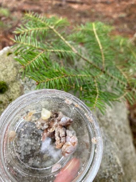 Pine Resin Uses, Spa Stuff, Conifer Forest, Pine Resin, Salve Recipes, Growing Together, Inflammation Causes, Spring Morning, Spruce Tree