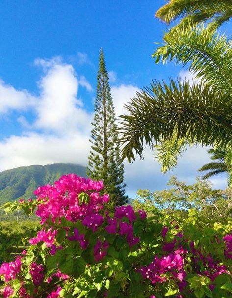 St Kitts And Nevis Pictures, Saint Kitts And Nevis Aesthetic, St Kitts And Nevis Aesthetic, Caribbean Life, Saint Kitts, Christmas Cruise, Christmas Cruises, Travel America, Saint Kitts And Nevis