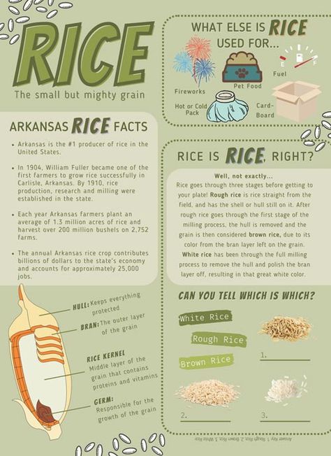 Arkansas Rice Facts Rice Infographic, Agriculture Education Activities, Rice Ideas, State Project, Soil Test, Ag Education, Ag Teacher, Louisiana History, Food Technology