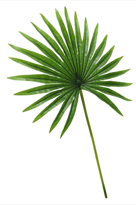 Plant Home Office, Fan Palm Leaf, Country Luxe, Bamboo Background, Floral Cards Design, Fan Palm, Office Plants, Tropical Foliage, Tropical Art