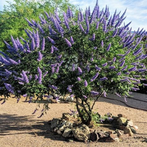 Vitex | Flowering Trees | Moon Valley Nurseries Vitex Tree, Desert Retreat, Nursery Tree, Desert Trees, About Moon, Patio Trees, Arizona Landscape, Small Nurseries, Specimen Trees