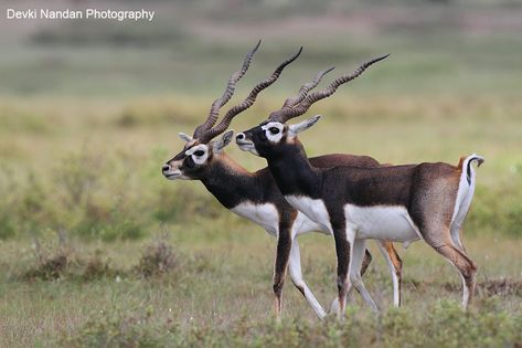 Blackbuck (Antilope cervicapra) Grassy Plains, Antelope Animal, Animals With Horns, African Antelope, Water Sources, African Wildlife, Wildlife Animals, Animals Of The World, Exotic Pets