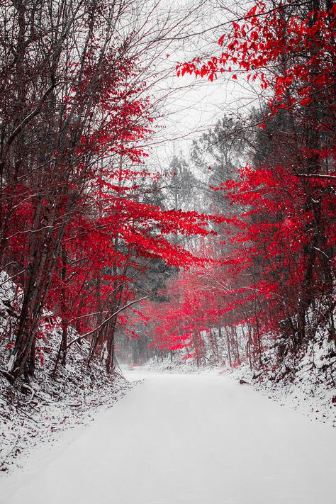 this is so i think is beautiful, the contrast of the red trees and the dull greys,whites and browns just really apeal to my eye. Red Trees, Red Blossoms, Winter Szenen, Red Tree, Winter Scenery, Winter Beauty, Snow Scenes, Winter Pictures, Winter Photography