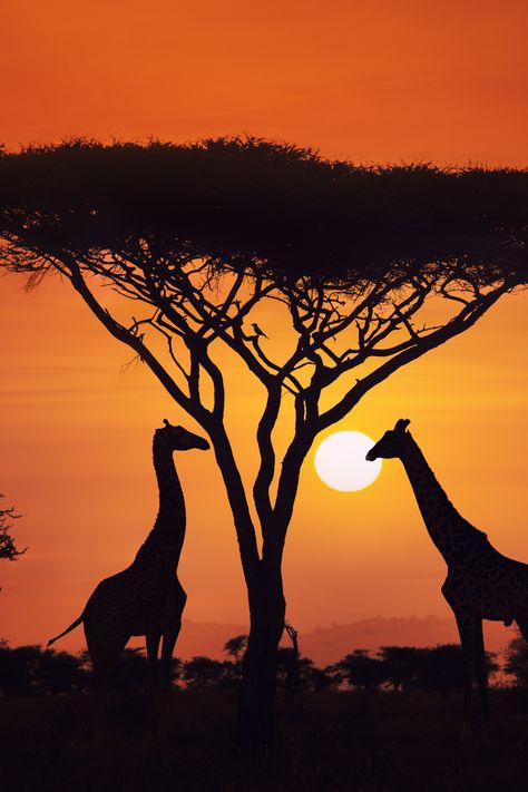 Embark on a journey to South Africa's natural wonders! 🇿🇦�✨   From beautiful coastlines to snow-capped peaks, this country's beauty knows no bounds. Encounter diverse wildlife in the magnificent National Parks, immerse in tribal dancing, and marvel at ancient forts. Visit Victoria Falls, the world's largest waterfalls, and safari in Chobe National Park! 🦒  #SouthAfrica Adventure #WildlifeSafari #Travel #safari Serengeti Safari, Drawing Backgrounds, African Photography, Serengeti Tanzania, Chobe National Park, Giraffe Pictures, Zanzibar Tanzania, African Sunset, Stone Town