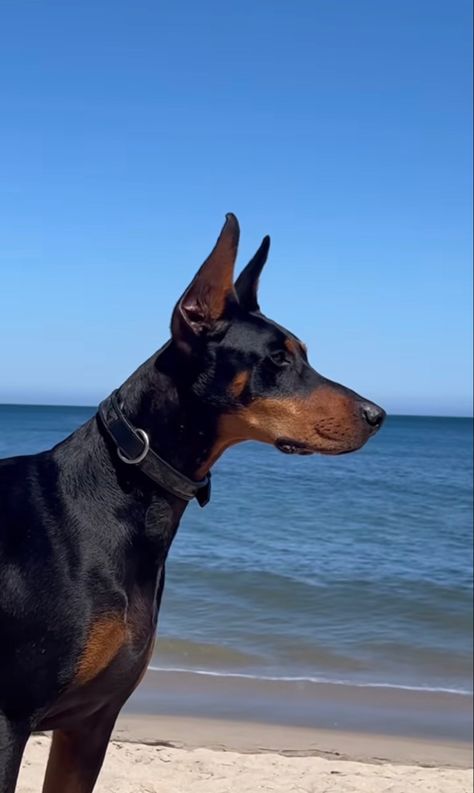 European Doberman, Doberman Pinscher Dog, Dangerous Dogs, Doberman Puppy, Doberman Dogs, Silly Dogs, Doberman Pinscher, Cute Animal Photos, Family Dogs