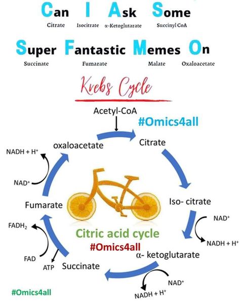 Citric Acid Cycle, Acetyl Coa, Krebs Cycle, Biology Facts, Can I Ask, Pre Med, Biochemistry, Nursing School, Biology