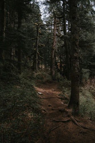 green trees on brown soil photo – Free Image on Unsplash Moors Aesthetic, Alexcore Aesthetic, Tyler Core, Brown Eyes Aesthetic, Photo Of Nature, Dark Naturalism, Mountain Aesthetic, Mountains Aesthetic, Hazel Green