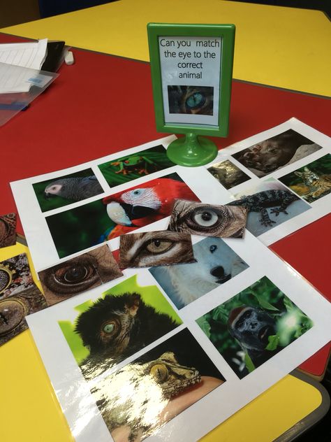 Early years continuous provision - match the eyes to the the animal Animals Including Humans Ks1, Science Continuous Provision Year 1, Continuous Provision Year 1, Investigation Station, Carnivores Herbivores Omnivores, Ks1 Classroom, Classifying Animals, Playgroup Ideas, Year 1 Classroom