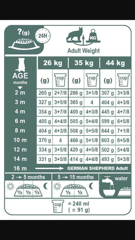 gsd food amount chart German Shepherd Food, Panda German Shepherd, German Shepherd Shedding, German Shepherd Breeders, German Sheperd Dogs, German Shepherd Puppy, Diet Chart, Royal Canin, Shepherd Puppy