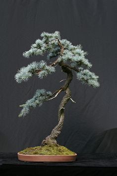 Blue Atlas Cedar Bonsai - Mine is twenty five years old and stands about four feet high a touch bigger than this little specimen Cedar Bonsai, Tree In A Pot, Blue Atlas Cedar, Cedrus Atlantica, Flowering Bonsai Tree, Atlas Cedar, Bonsai Tree Types, Indoor Bonsai Tree, Bonsai Styles