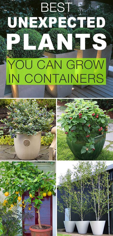 Fruit Trees In Containers, Trees In Containers, Gemüseanbau In Kübeln, Trees In Pots, Boxwood Tree, Diy Gardening Ideas, Plants In Pots, Container Garden Design, Plants Growing