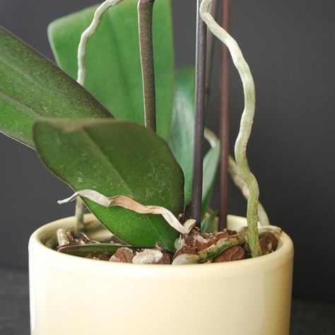 Orchid Leaf Problems: When to Cut a ‘Dead’ Leaf Money Tree Plant Care, Orchids Care, Phalaenopsis Orchid Care, Repotting Orchids, Money Tree Plant, Indoor Orchids, Wholesale Plants, Orchid Leaves, Plants Pet Friendly