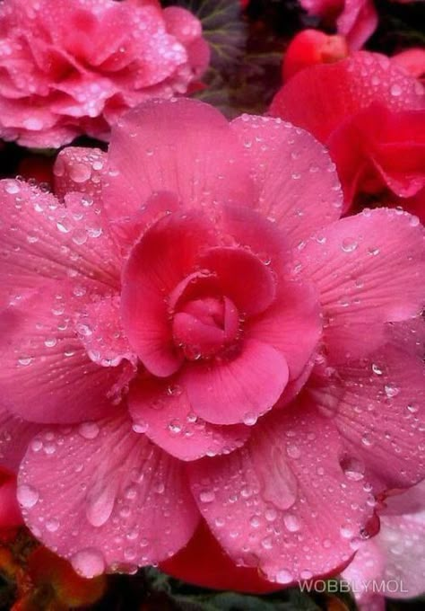 Begonia Flower, Flower Cute, Dew Drops, All Things Pink, Water Droplets, E Card, Flower Beauty, Cute Pics, Beautiful Blooms