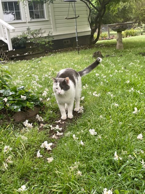 Farm Goals, Farm Cat, Barn Cat, Cat Farm, Dream Cottage, Goat Farming, Red Cat, Vintage Farm, Hobby Farms