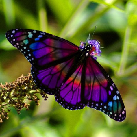 Rainbow Butterfly by PhotoMasterGreg @Tony Gebely Gebely Gebely Gebely Wang. Absolutely the most beautiful butterfly I have ever seen, love, love, love the colors! Butterfly Symbolism, Nyan Cat, Rainbow Butterfly, Butterfly Pictures, Butterfly Kisses, Butterfly Garden, Butterfly Flowers, Beetles, Colorful Butterflies