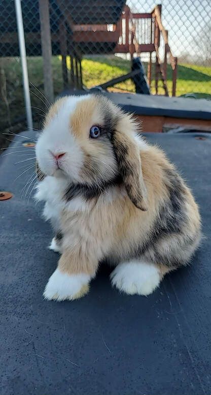 Holland Lop Bunnies, Pet Bunny Rabbits, Bunny Stuff, Rabbit Breeds, Cute Bunny Pictures, Bunny Cages, Small Rabbit, Holland Lop, Rabbit Rabbit