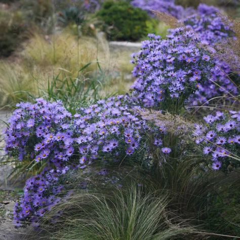 October Sky, Lavender Garden, Attracting Bees, Cottage Gardens, Native Garden, Lavender Blue, Native Plants, Cottage Garden, Blue Flowers