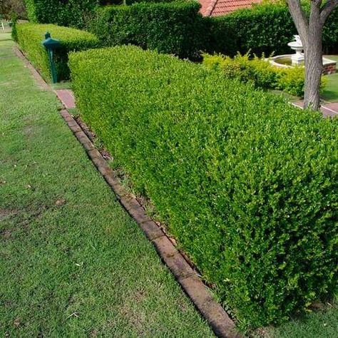 Wintergreen Boxwood, Box Hedge, Japanese Boxwood, Boxwood Landscaping, Buxus Sempervirens, Evergreen Hedge, Boxwood Hedge, Hedging Plants, Garden Shrubs