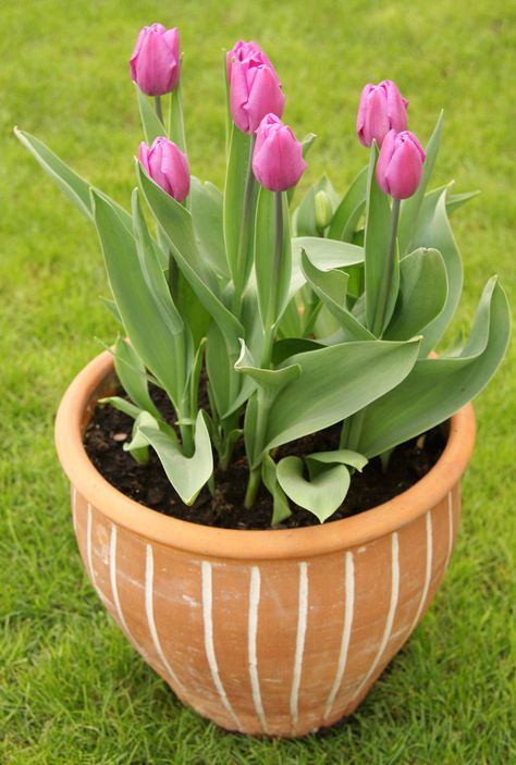 How to Care for Tulip Bulbs After Bloom to Keep Them Looking Beautiful - Gardenerdy Tulip Care, Planting Tulip Bulbs, Spring Blooming Flowers, Planting Tulips, National Flower, Tulip Bulbs, Tulips Garden, Garden Bulbs, Most Beautiful Flowers