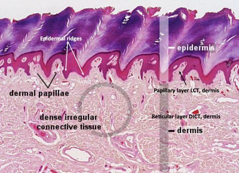 Thick Skin - Histology Skin Under Microscope, Histology Slides, Under Microscope, Basement Membrane, Skin Anatomy, Integumentary System, Medicine Notes, Collagen Fibers, Medical Laboratory Science