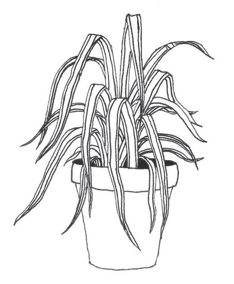 Spider Illustration, Black And White Line Art, White Line Art, Flower Drawing Tutorials, Spider Plant, Nature Sketch, Unique Coloring Pages, Botanical Tattoo, Plant Drawing