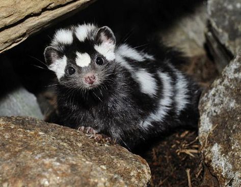 Spotted Skunk, Baby Skunks, Interesting Animals, Rare Animals, Pet Rats, Super Cute Animals, Expecting Baby, Weird Animals, Zoo Animals